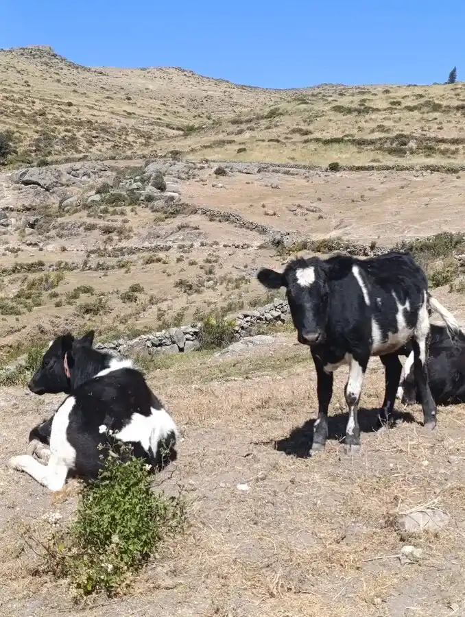 agrochaclla (107)_20_11zon_8_11zon