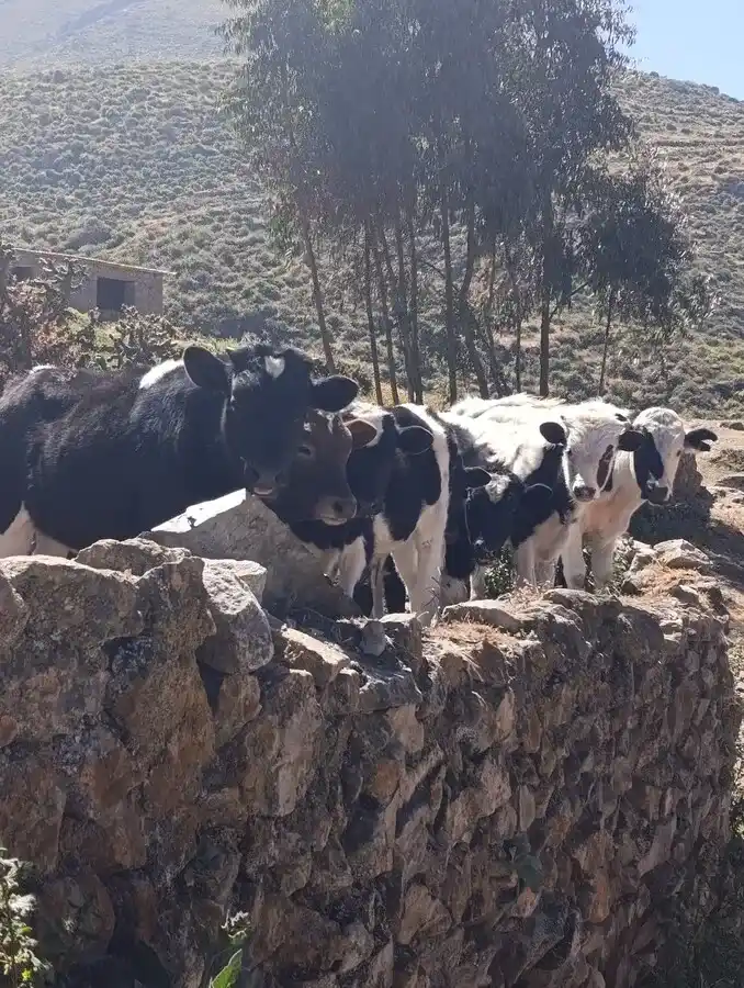 agrochaclla (127)_1_11zon_26_11zon