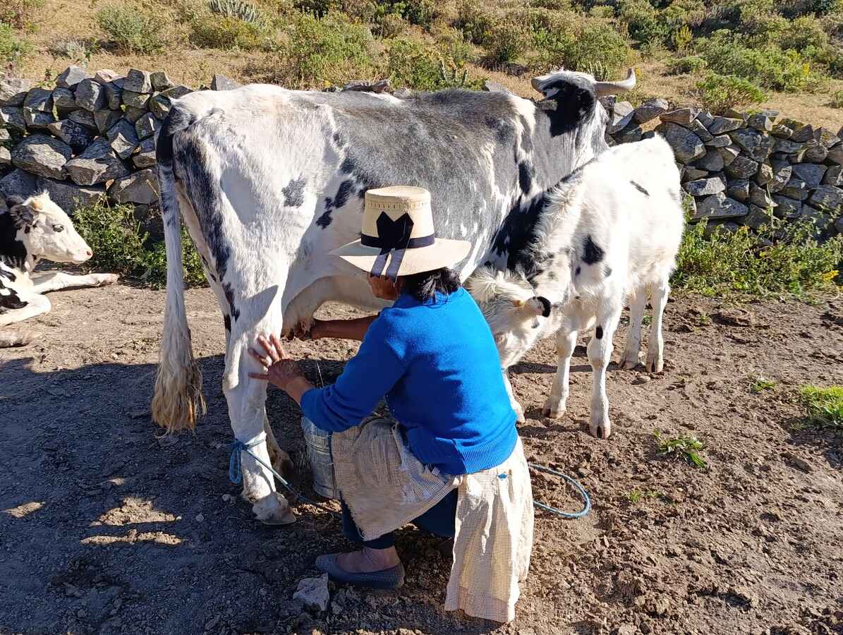 Productores de queso artesanal en Perú