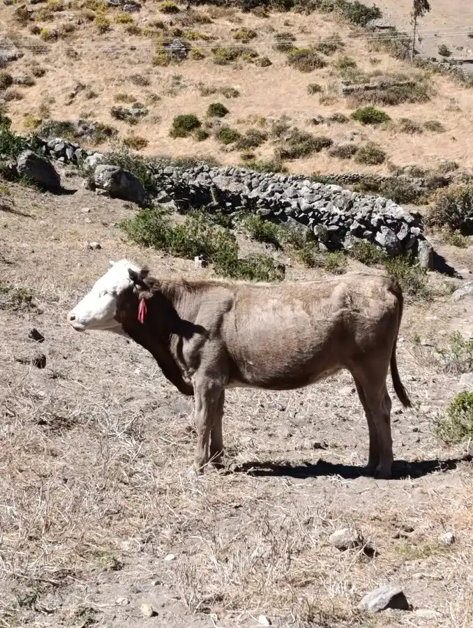 agrochaclla (206)_12_11zon_12_11zon